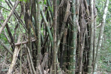 Most of the healthy bamboo can be recognized on their green color. Other bamboos that look like they have lost their color or have different patterns (see bamboo on the right side) need to be removed